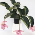 Medinilla magnifica