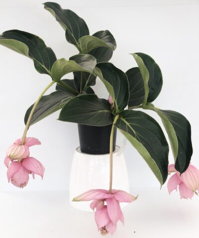 Medinilla magnifica