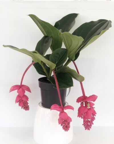 Medinilla magnifica Flamenco Rosso