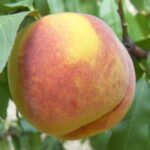 Pesco Cotogna Ceccarelli