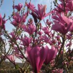 Magnolia 'Susan'