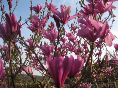 Magnolia 'Susan'