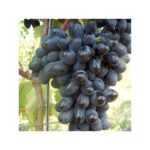 Vite Apirene Nera II