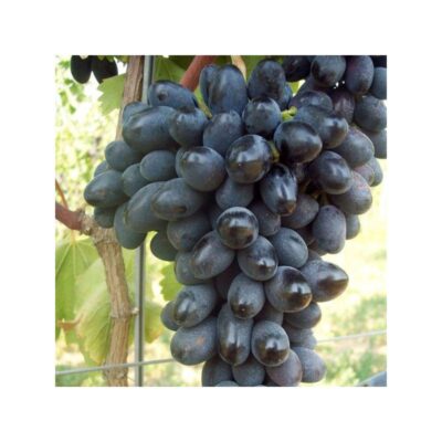 Vite Apirene Nera II
