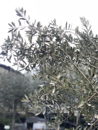 foglie di olivo Grignan