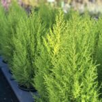 C. macrocarpa nel nostro vivaio