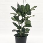 Ficus benghalensis