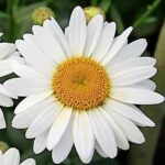 Leucanthemum Western Star