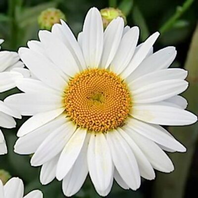 Leucanthemum Western Star