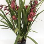 ORCHIDEA  Cymbidium 