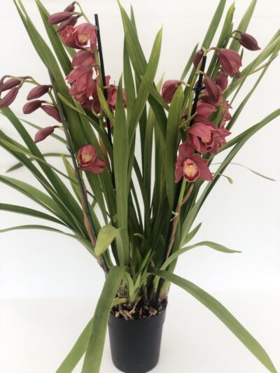ORCHIDEA  Cymbidium 