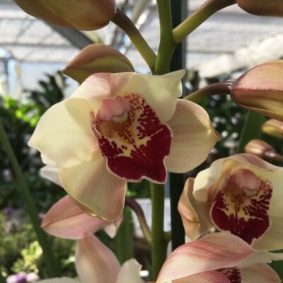 Orchidea Cymbidium