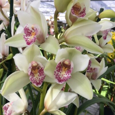 Orchidea Cymbidium