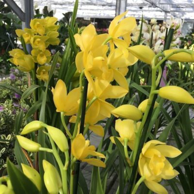 ORCHIDEA CYMBIDIUM - immagine 3