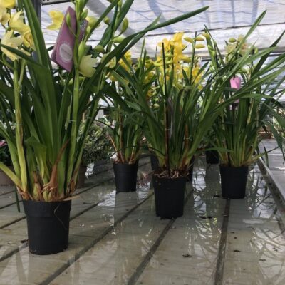 ORCHIDEA CYMBIDIUM - immagine 2