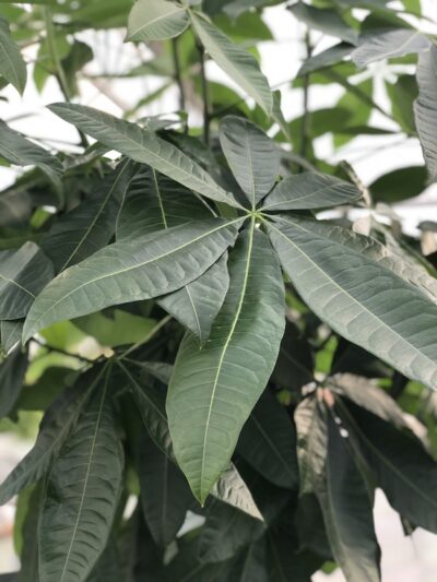 Pachira acquatica foglie