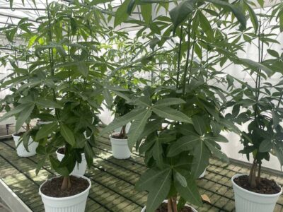 Pachira aquatica