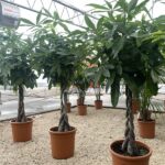 Pachira aquatica Vaso 30 Vivai Frappetta