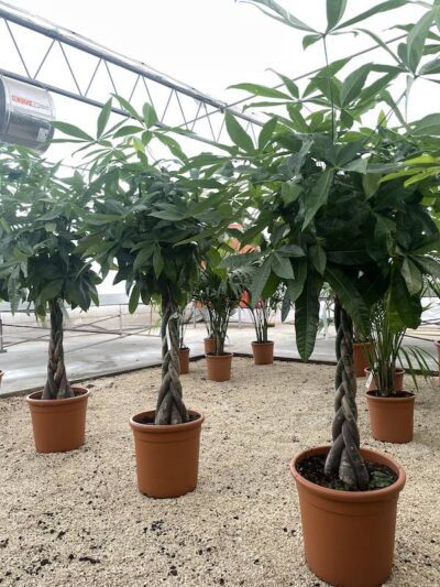Pachira aquatica Vaso 30 Vivai Frappetta