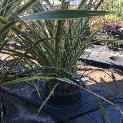 Phormium Golden Ray
