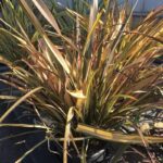 Phormium tenax Apricot Queen