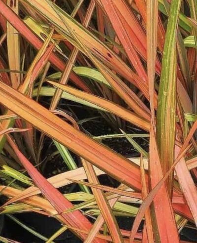 Phormium tenax 'Apricot Queen'
