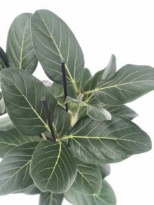 foglie di Ficus benghalensis