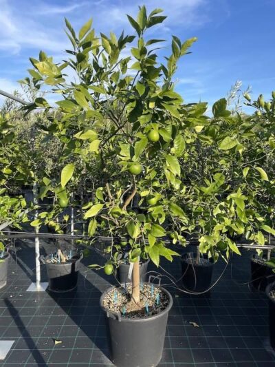 Arancio Tarocco Nucellare CL70 Vivai Frappetta