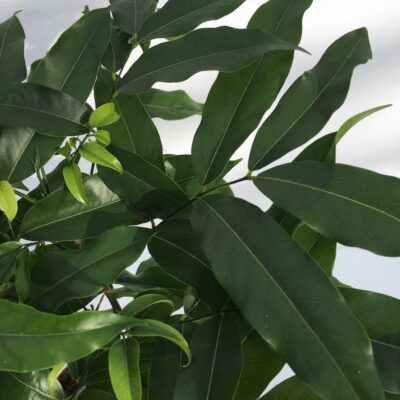 CASTANO MONTANO Castanospermum australe - foglie