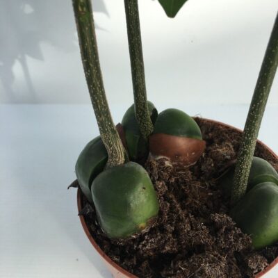 CASTANO MONTANO Castanospermum australe - semi
