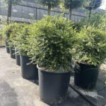 Lonicera nitida - Vivai Frappetta