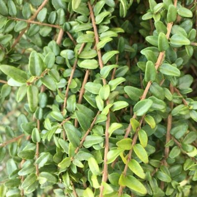 Lonicerra nitida - foglie