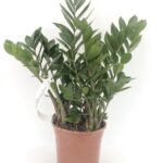 Zamioculcas zamiifolia