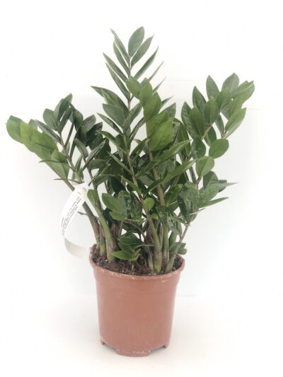 Zamioculcas zamiifolia