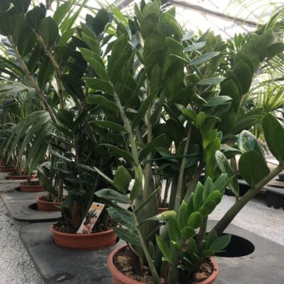 Zamioculcas zamiifolia