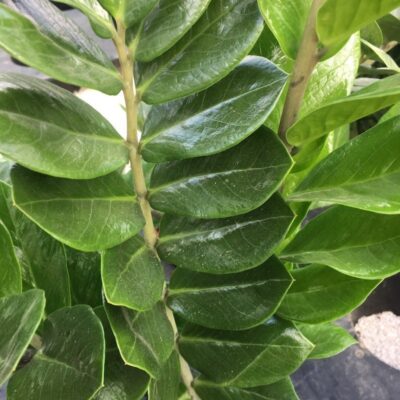 Zamioculcas zamiifolia - foglie