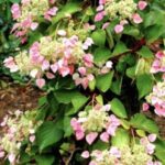 Schyzophragma hydrangeoides Ortensia Rampicante