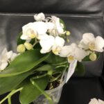 Orchidea Phalaenopsis Wild