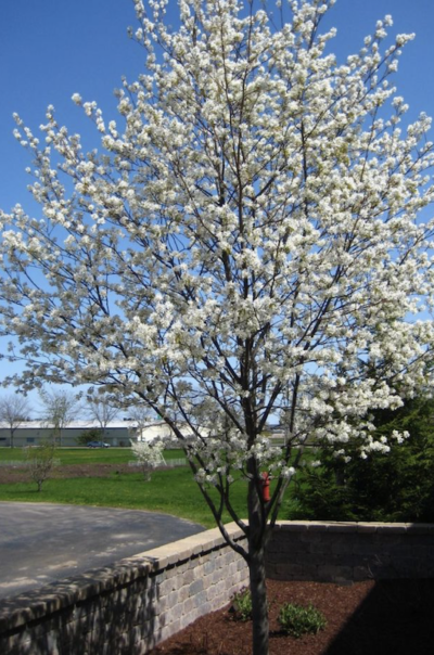 Amelanchier lamarckii