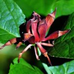 Calycanthus floridus var. glaucus CALICANTO ESTIVO