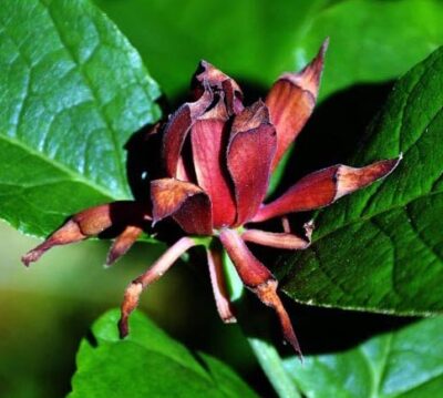 Calycanthus floridus var. glaucus CALICANTO ESTIVO