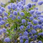 Ceanothus 'Concha'