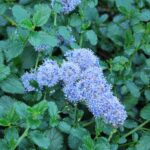Ceanothus thyrsiflorus var. Repens