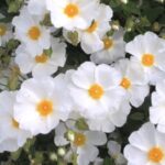 Cistus corbariensis