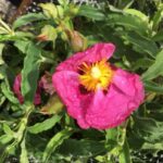 Cistus purpureus