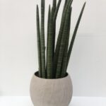 Sansevieria cylindrica Vaso20