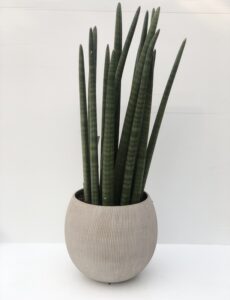 Sansevieria cylindrica Vaso20