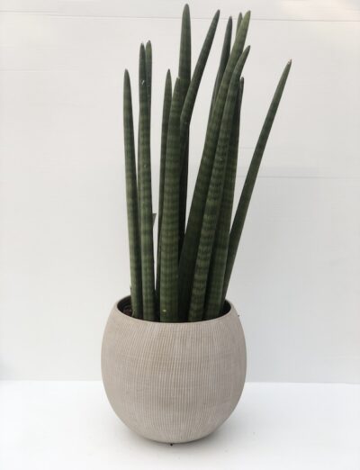 Sansevieria cylindrica Vaso20