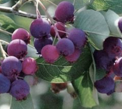 frutti di Amelanchier lamarckii