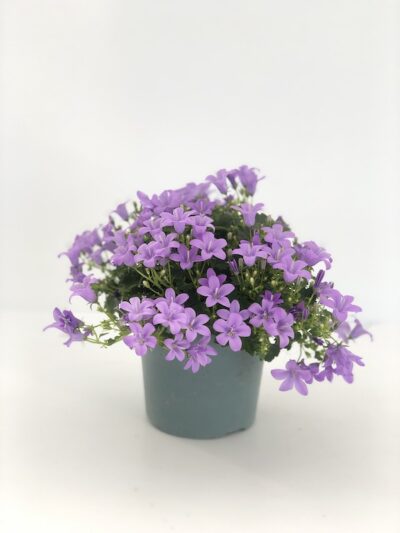 Campanula portenschlagiana